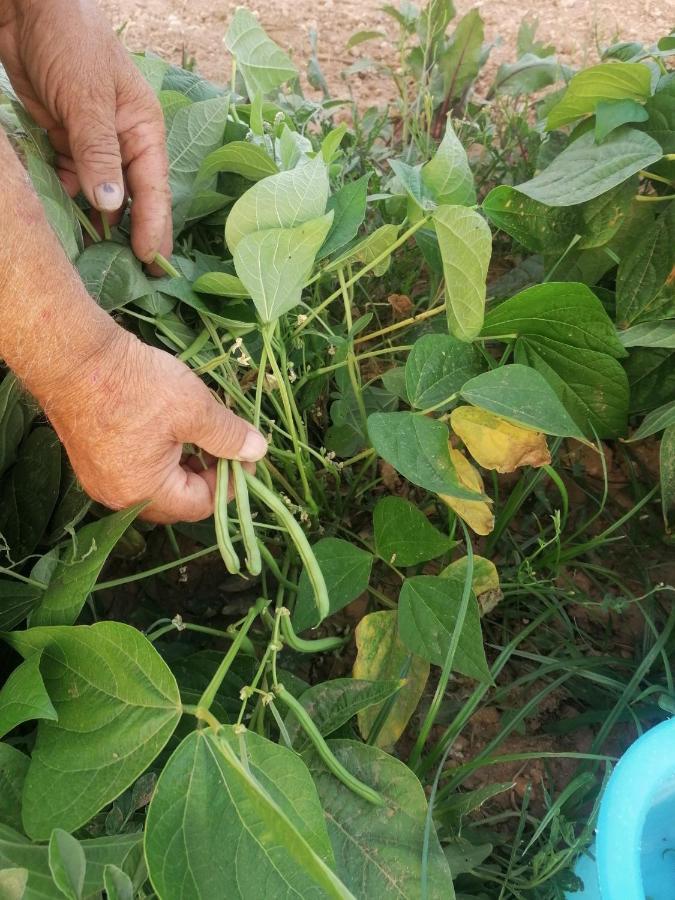 Masseria Agriturismo Il Sorriso Degli Ulivi - Dimora Di Charme Gallipoli Kültér fotó
