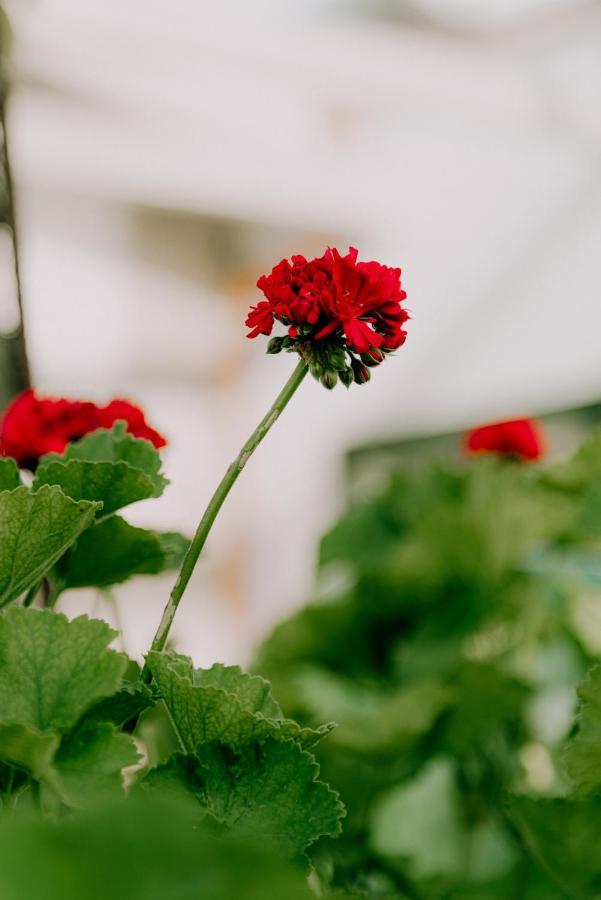 Masseria Agriturismo Il Sorriso Degli Ulivi - Dimora Di Charme Gallipoli Kültér fotó